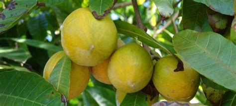 16 Most Favorite Homegrown Fruits In Kerala That You Should Not Miss