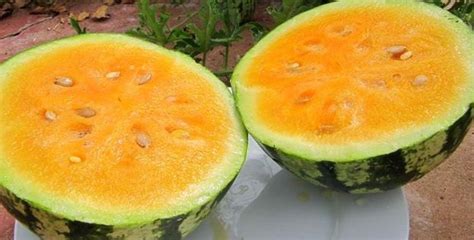 Orangeglo Watermelon Seeds Organic Heirloom By Theseedshop