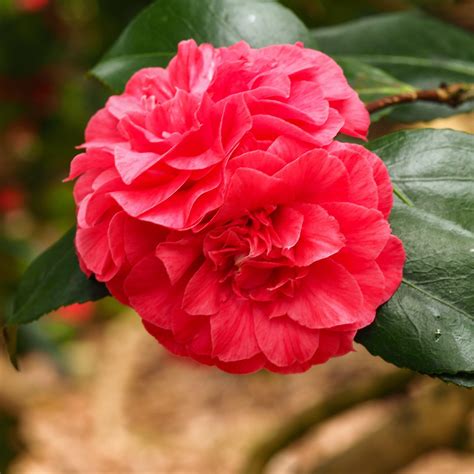 Alabama Beauty Camellia Camellia Sasanqua ‘tdn 1111 Servescape