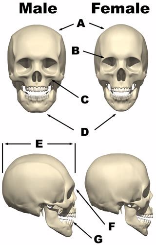 Straining Forward Anatomy And Physiology Skull And Bone Differences Based On Gender And Race