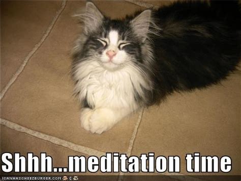 Meditation Cat Cats Animals Kittens
