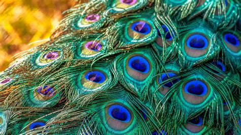 Peacock Feather Images Photos Pic Wallpapers Dp Download Hd 3f6