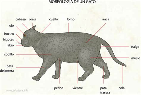 Gato Diccionario Visual Didactalia Material Educativo