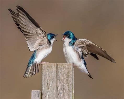 2017 Audubon Photography Awards Celebrates The Best Bird Photography