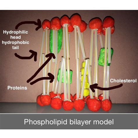 Lipid Bilayer Made Up Of Two Layers Of Phospholipid Molecules With