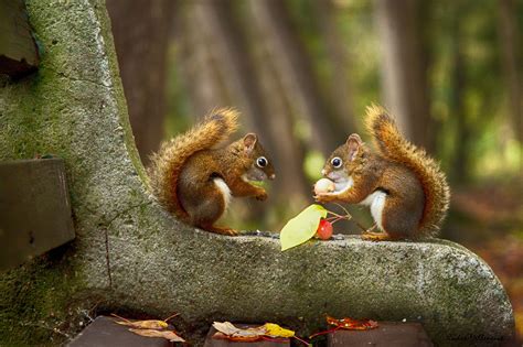 See more ideas about iphone wallpaper, wallpaper, iphone. Squirrel HD Wallpaper | Background Image | 2000x1333 | ID ...