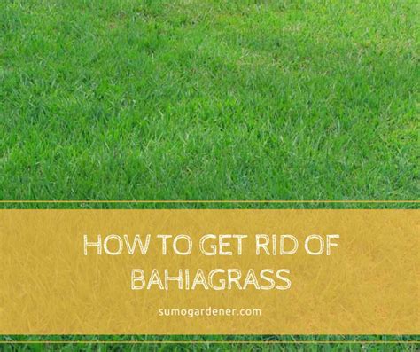 How To Get Rid Of Bahiagrass Tips To Prevent Bahia Grass