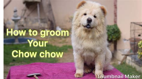 How To Groom A Chow Chow At Home Youtube