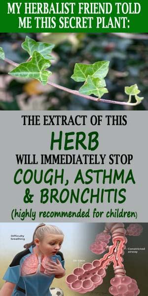 English Ivy Natural Remedy For Cough Bronchitis And Asthma World Of