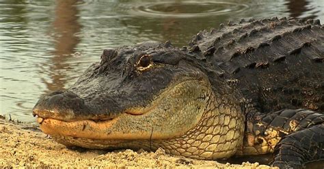 Alligators Georgia Outdoors Pbs