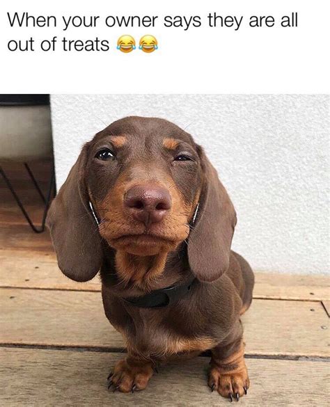 Dachshund Memesdog Memespet Memes Sausage Dog Memesfunny Pet Memes