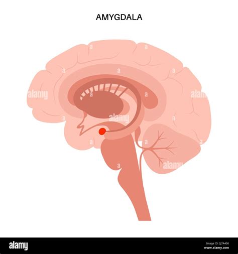 Brain Amygdala Anatomy Illustration Stock Photo Alamy