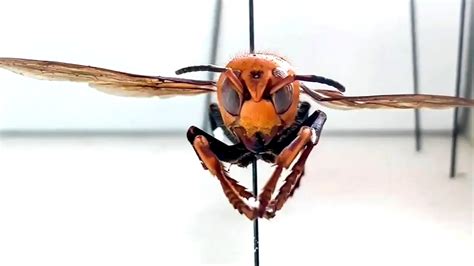 Asian Giant Murder Hornets Sighted 3 Additional Times In Whatcom