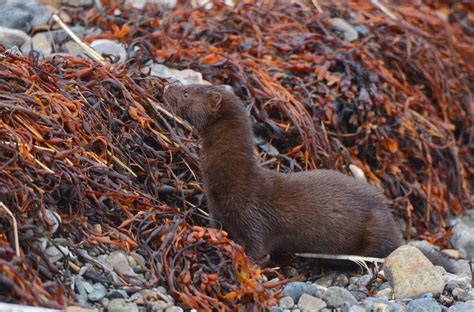 Sea Mink Stories Part 2 Nature Portfolio Ecology And Evolution Community