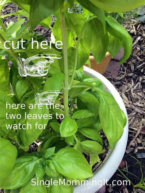 How To Care For Your Basil Plant Basil Plant Food