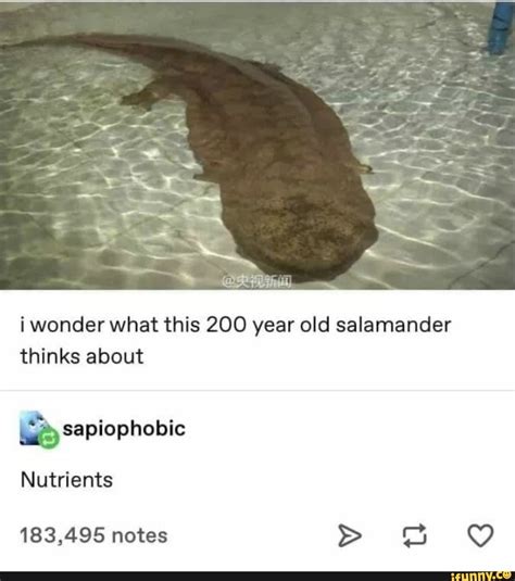 Salamander Memes Best Collection Of Funny Salamander Pictures On Ifunny