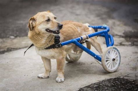 Perros Con Dificultades Para Caminar Han Encontrado En Este Hospital El