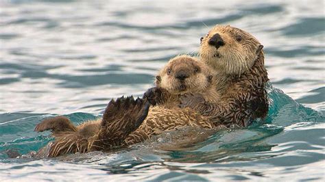 Sea Otter Bing Wallpaper