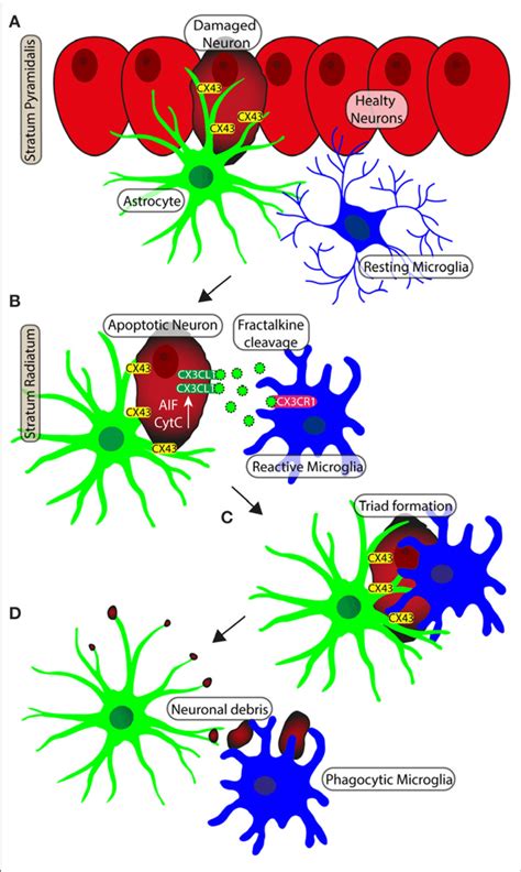Schematic Representation Of Neuron Astrocytes Microglia Interplay