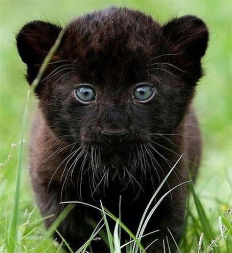 Buy Panther Cub Black Panther Cub Online Exotic Cats