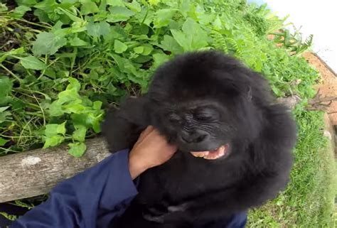 Baby Gorilla Giggling Uncontrollably After Being Rescued