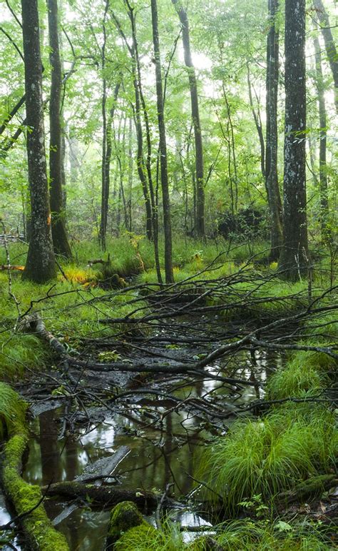 Black Creek Ravines Conservation Area Sjrwmd Black Creek