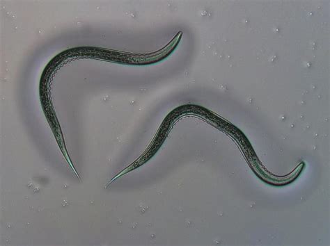 Parasitic Roundworms Image Eurekalert Science News Releases