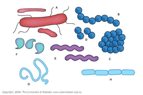 Diverse Bacterial Shapes — Science Learning Hub