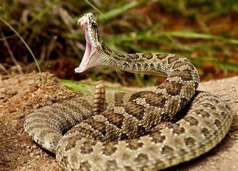Most Venomous Snakes You Wouldnt Want To Adopt As A Pet