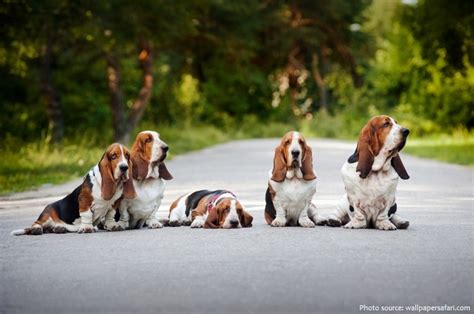 interesting facts  basset hounds  fun facts
