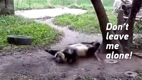 Cute Alert Panda Gets Lost While Playing With A Tire Swing Youtube
