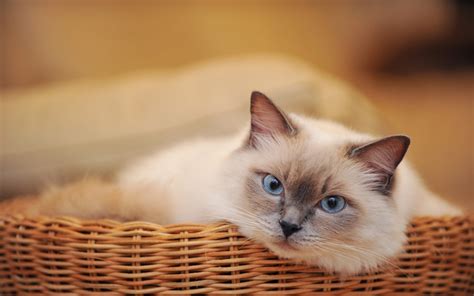 Selective Focus Photography Of Siamese Cat Lying On Wicker Brown Pet