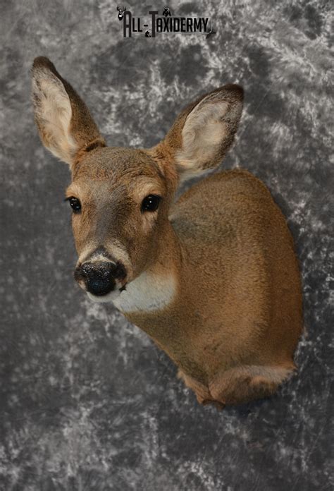 Whitetail Deer Taxidermy Doe Shoulder Mount Sku 10741 All Taxidermy