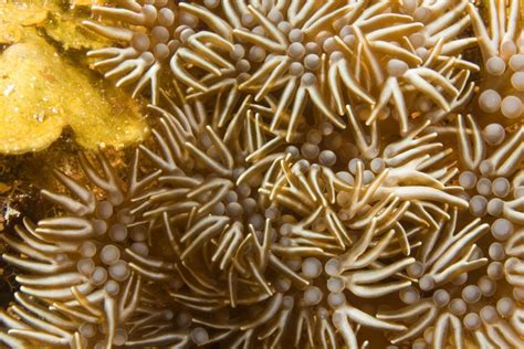 Photos Of Sea Anemones Order Actiniaria Anemone Sea Anemone Sea