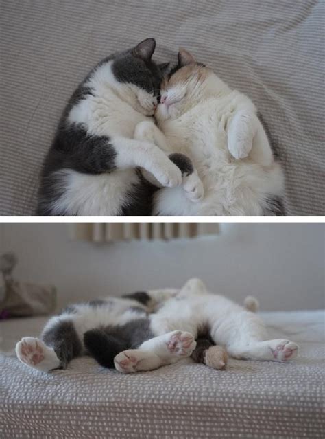 Love Cute Cat Couple Images Hd Image Of Cat