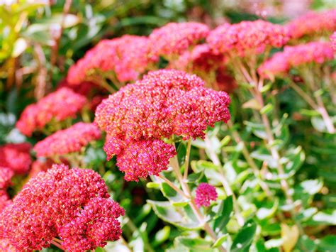 Maybe you would like to learn more about one of these? Easy-Care Sedum Plants | Flowers perennials, Perenial ...