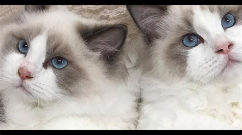 Our New Baby Ragdoll Kittens Are Home Say Hello To 4 Month Old
