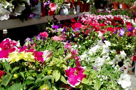 Annuals For The Garden - Learn About Annual Garden Plants