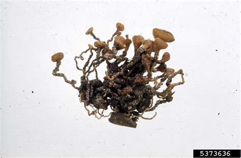 The whole flower is turning note: camellia flower blight (Ciborinia camelliae ) on camellia ...