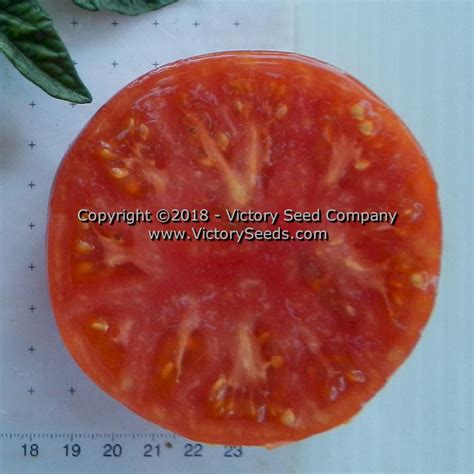 Dwarf Hannahs Prize Tomato Victory Seeds® Victory Seed Company