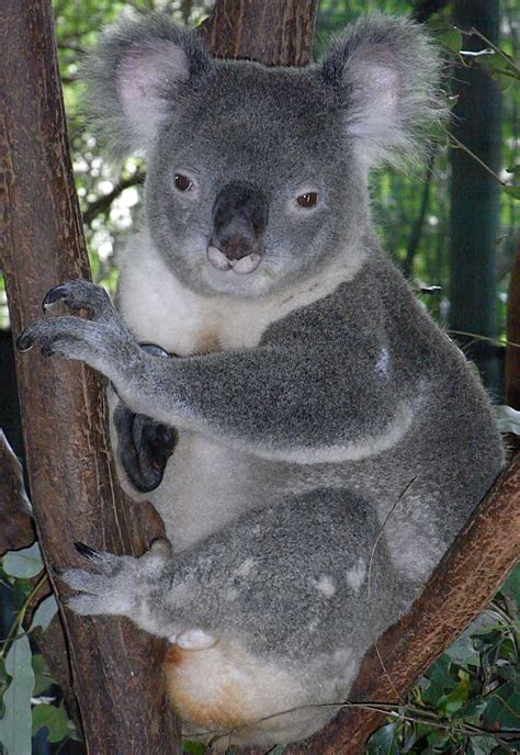 Filefriendly Male Koala Wikimedia Commons