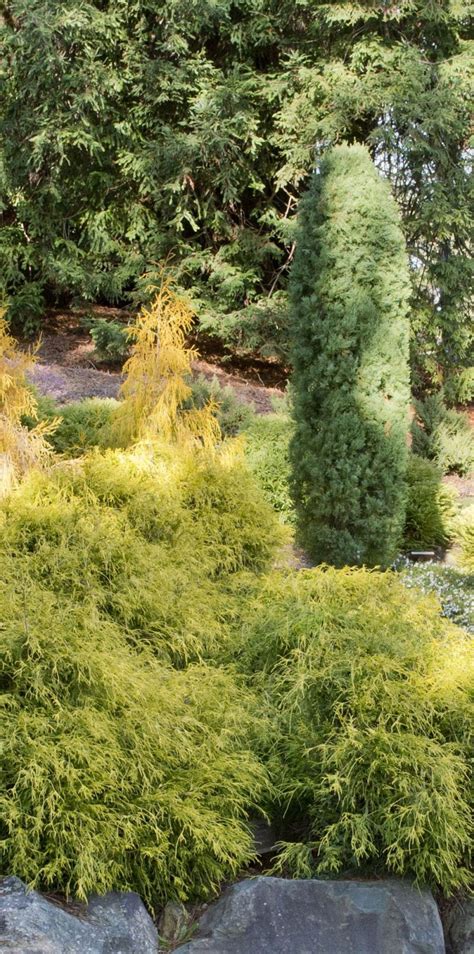 Dwarf Conifers Proving Their Worth Dunedin Botanic Garden Official