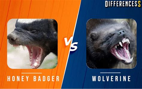 Wolverine Vs Honey Badger Differences And Comparison Differencess