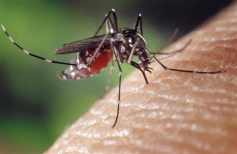 These Uncomfortable Symptoms Could Mean Youre Allergic To Mosquito