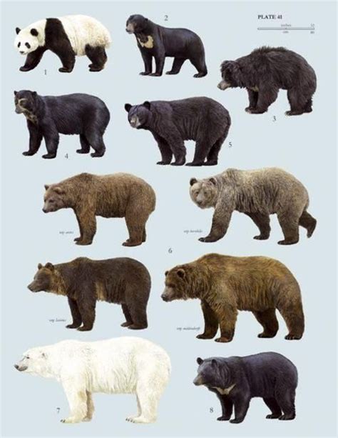 Pin By Mal Morris On Fauna Bear Species Sloth Bear Brown Bear