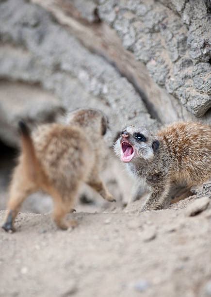 Meerkat Fight Stock Photos Pictures And Royalty Free Images Istock