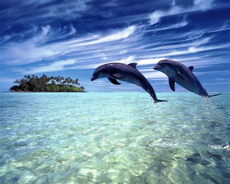 Dolphin Wallpapers Wallpaper Sun