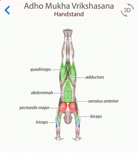 Adho Mukha Vrikhasana Hand Stand Yoga Handstand Yoga Anatomy