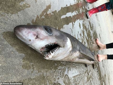 Crocodile Shark From Tropical Waters First To Be Recorded On Uk Coast