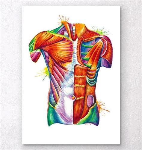 Microscopic anatomy of skeletal muscle. Torso anatomy - Codex Anatomicus